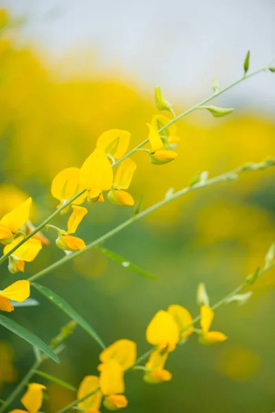 Crotalaria Juncea Oder Sonnenhanf Phutthamonthon Nakhorn Prathom — Stockfoto