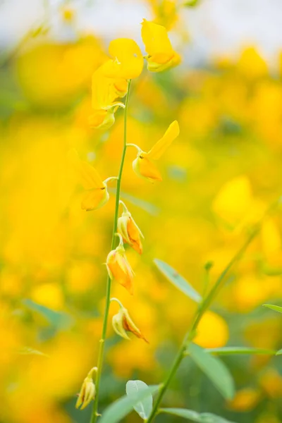 Crotalaria Juncea Oder Sonnenhanf Phutthamonthon Nakhorn Prathom — Stockfoto