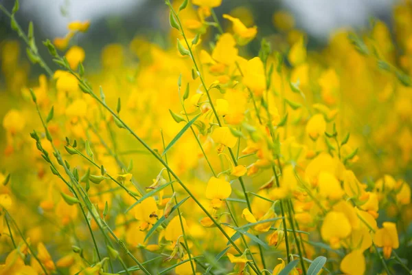 Crotalaria Juncea ya da Phutthamonthon 'daki güneş keneviri, Nakhorn prathom