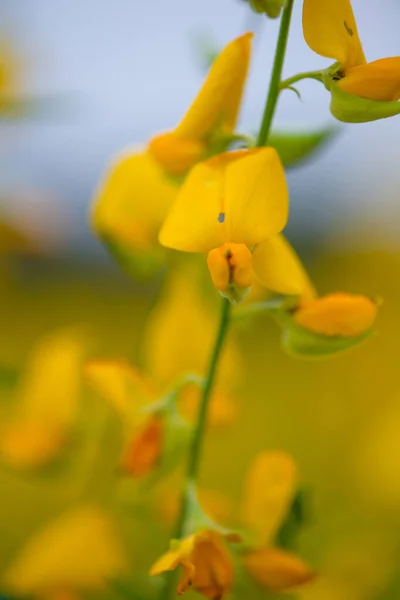 中角大草原Phutthamonthon的Crotalaria Juncea或Sunn Hemp — 图库照片