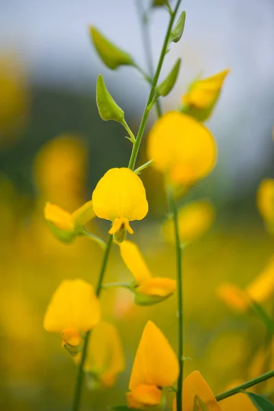 Crotalaria Juncea Oder Sonnenhanf Phutthamonthon Nakhorn Prathom — Stockfoto