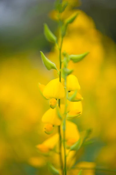 Crotalaria Juncea Sunn Hemp Phutthamonthon Nakhorn Prathom — Stock Photo, Image