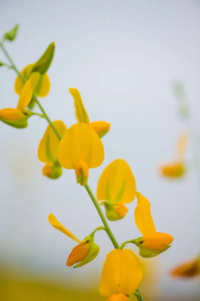 Crotalaria Juncea Oder Sonnenhanf Phutthamonthon Nakhorn Prathom — Stockfoto