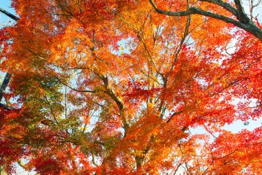 Japon Nikko 'da sonbahar mevsiminde kırmızı akçaağaç ayrılıyor