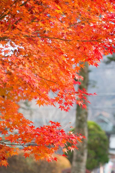 Foglie Acero Rosso Nella Stagione Autunnale — Foto Stock