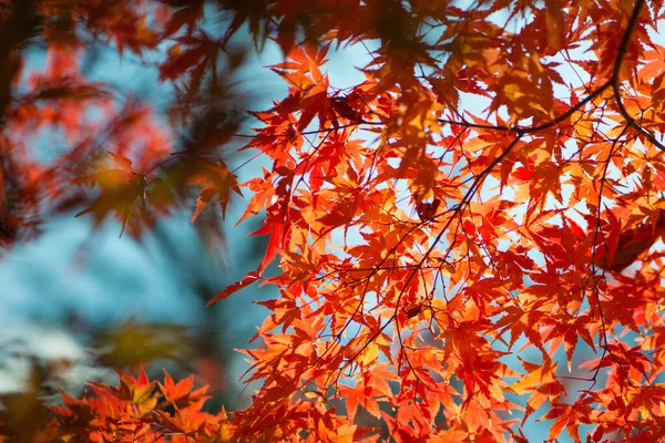 Feuilles Érable Rouge Automne — Photo