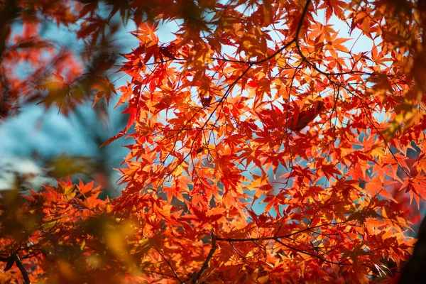 Красный Клен Листья Осенний Сезон — стоковое фото