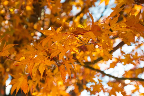 Кленовые Листья Падают Осенью — стоковое фото