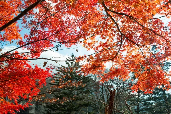 Красный Клен Осенью Никко Япония — стоковое фото