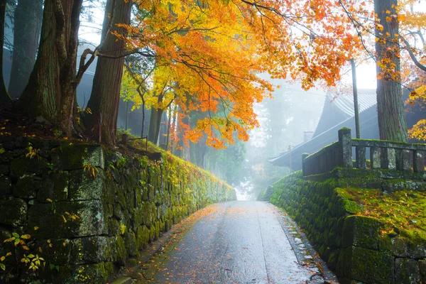 Maple Tree Het Najaar Bevat Mist Nikko Japan — Stockfoto