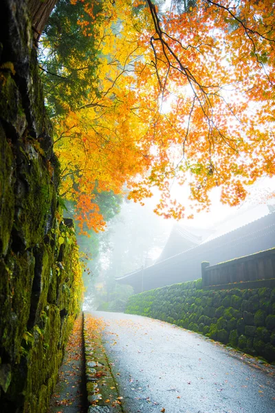 Maple Tree Het Najaar Bevat Mist Nikko Japan — Stockfoto