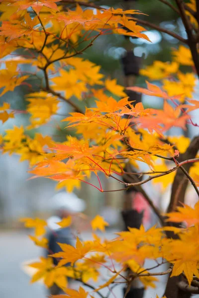 Yellow Color Maple Leaves Autumm Season — Stock Photo, Image