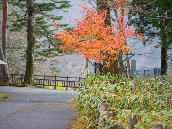 Foglie Acero Nella Stagione Autunnale — Foto Stock