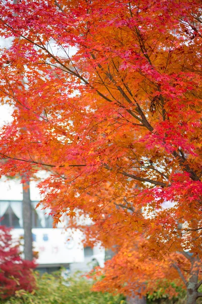 Красный Клен Листья Осенний Сезон — стоковое фото
