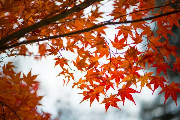 Feuilles Érable Rouge Saison Autumm — Photo