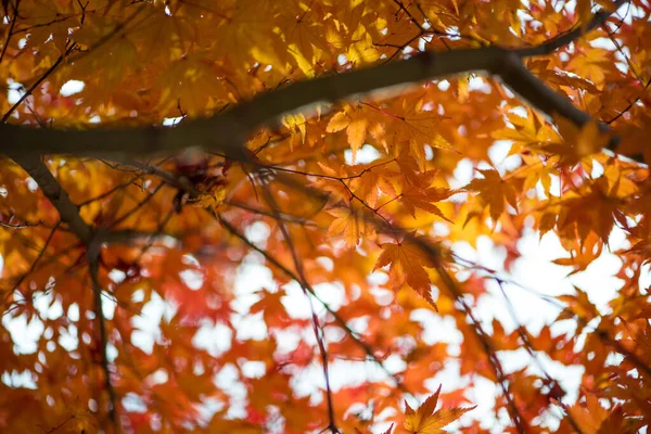 Maple Leaves Autumm Season — Stock Photo, Image