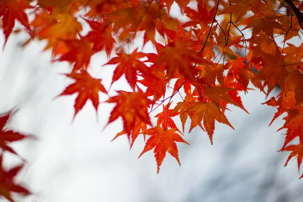 Feuilles Érable Rouge Saison Autumm — Photo