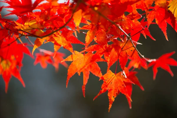 Feuilles Érable Rouge Saison Autumm — Photo