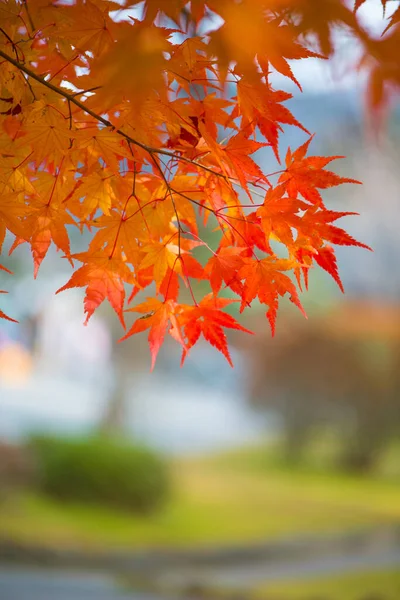 秋に紅葉する紅葉 — ストック写真