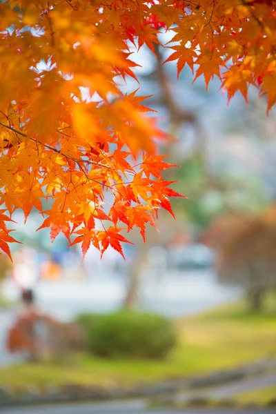 Feuilles Érable Rouge Saison Autumm — Photo