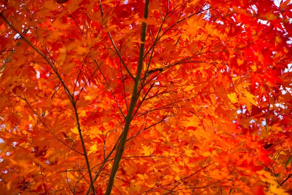 Roter Ahorn Blättert Herbst — Stockfoto