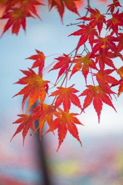 Akçaağaç yaprakları sonbahar mevsiminde