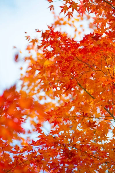 秋に紅葉する紅葉 — ストック写真