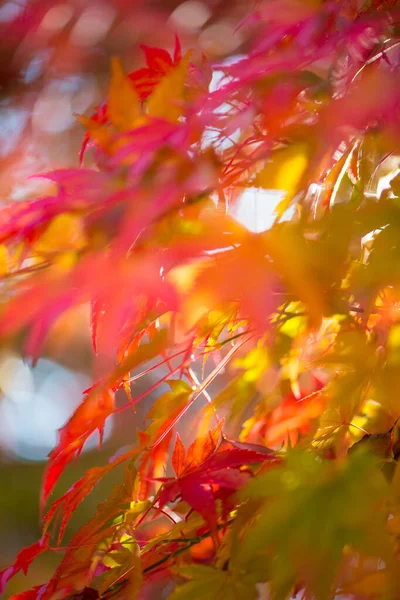 秋の紅葉のぼかし — ストック写真