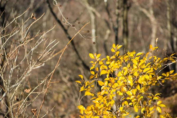 Gelbe Blätter Herbst — Stockfoto