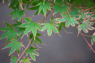Yeşil akçaağaç çıkışı doğa arkaplanını gösterir