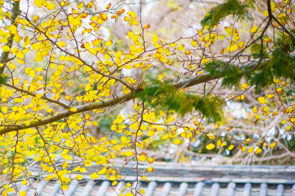 Ginkgo Folhas Árvore Temporada Outono — Fotografia de Stock