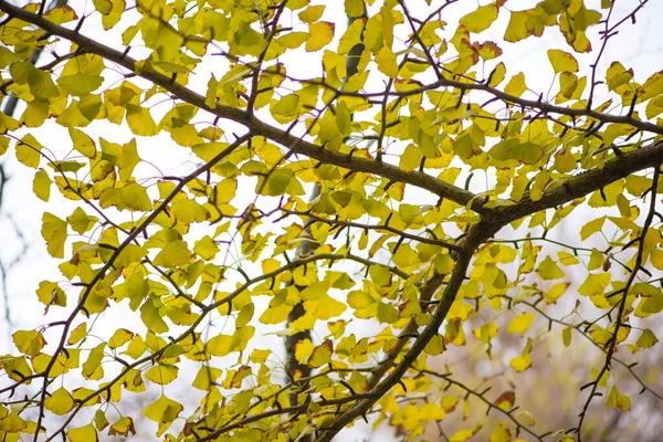 秋にはイチョウが木に葉をつけます — ストック写真