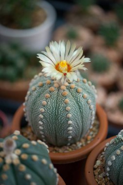 Astrophytum Asterias Kaktüs çiçek saksısında