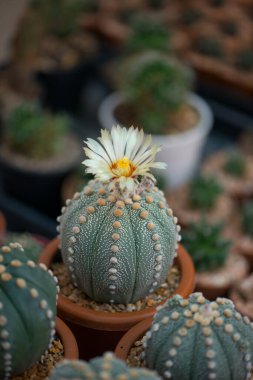 Astrophytum Asterias Kaktüs çiçek saksısında
