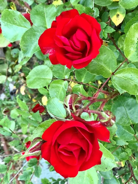 Une Paire Roses Dans Parc — Photo