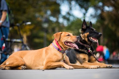 Onların antrenörü uyarak iyi eğitimli köpekler 