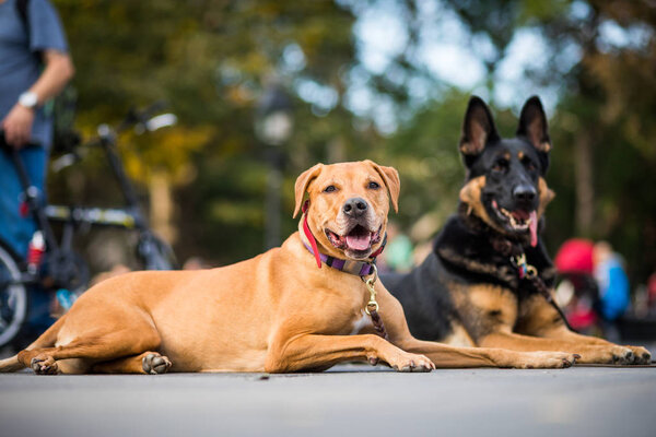Well-trained dogs Obeying their Trainer 