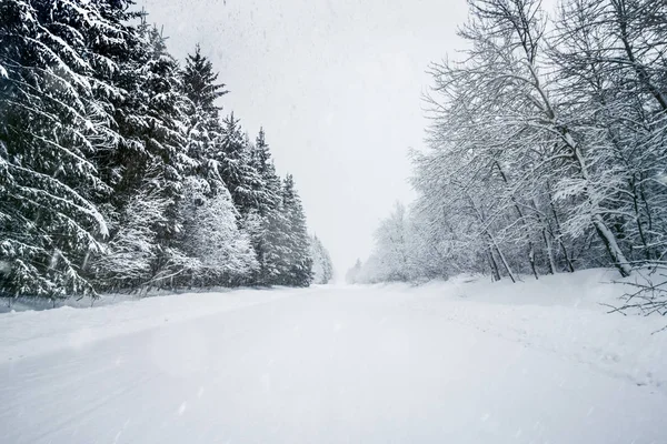 在白雪覆盖的森林里的路 — 图库照片