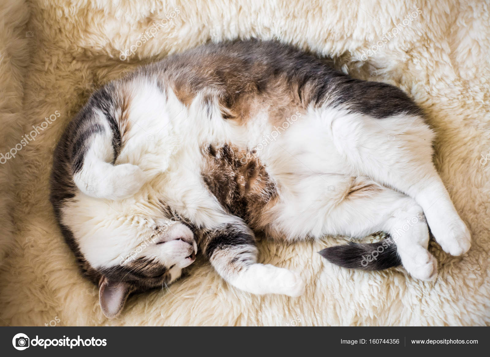 Fat Lazy Cat Sleeping and Dreaming — Stock Photo © aetb #160744356