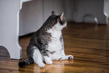 Komik şişman kedi mutfakta oturmuş