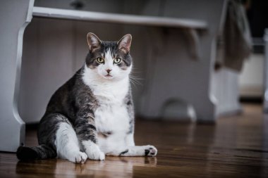 Komik şişman kedi mutfakta oturmuş