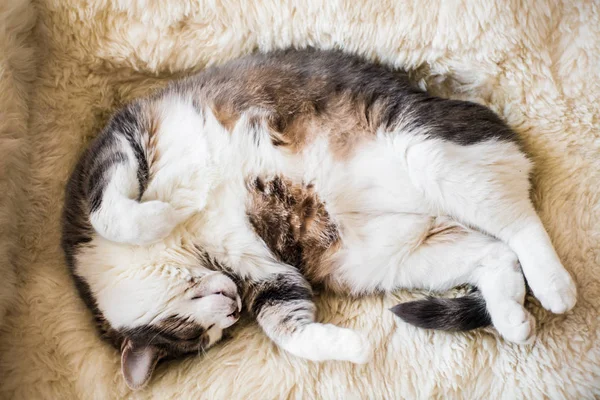 Fette faule Katze schläft und träumt — Stockfoto