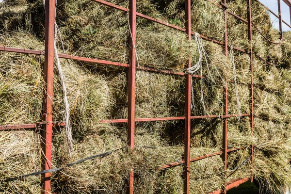 Pilha de feno seco em um caminhão de transporte — Fotografia de Stock