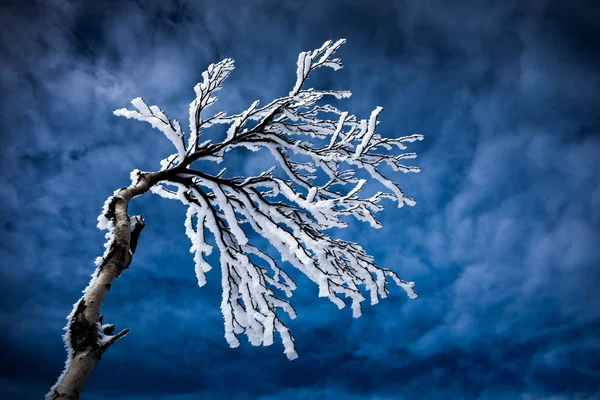 Zmrzlé stromy na hoře — Stock fotografie