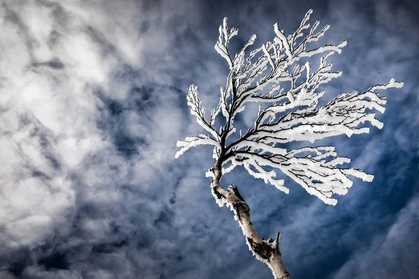 Árboles congelados en una montaña — Foto de Stock