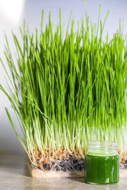 Wheatgrass details of the Roots, Seeds, Sprouts and Juice clipart