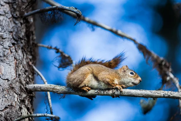 Primer plano de una ardilla roja en un árbol . —  Fotos de Stock