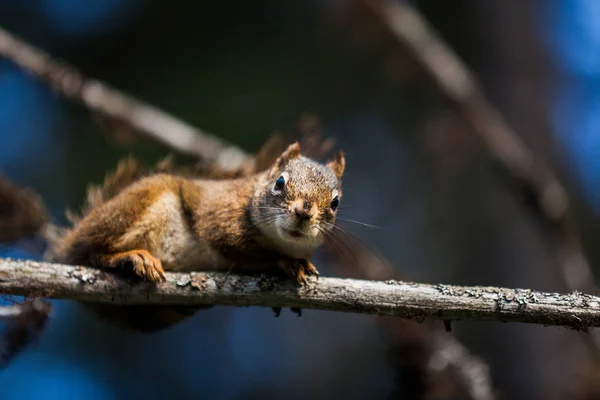 Κοντινό πλάνο του ένα κόκκινο σκίουρο σε ένα δέντρο. — Φωτογραφία Αρχείου