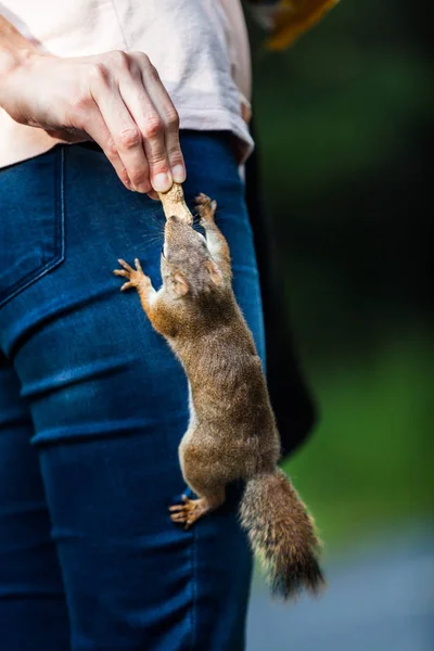 Mujer alimentando a una ardilla roja —  Fotos de Stock