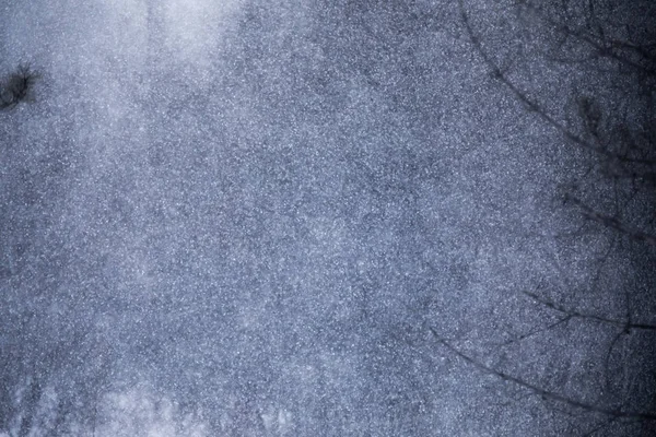 Schwerer Schneesturm in einem Kiefernwald — Stockfoto